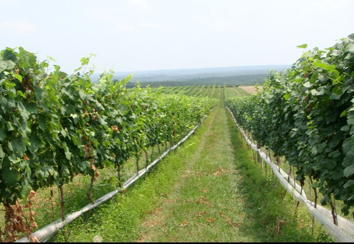 Blenheim Vineyards