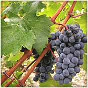 Bordeaux.com - Cabernet Sauvignon