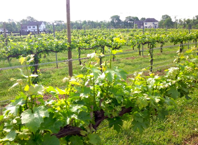 Fabbioli Cellars Vineyards