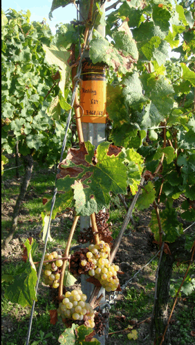 Riesling grape on the vine in Bad Durkheim, Germany