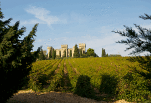 vineyards of Chateauneuf-du-Pape